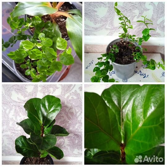 Сциндапсус,Сингониум,Эпипремнум,Монстера,Толстянка