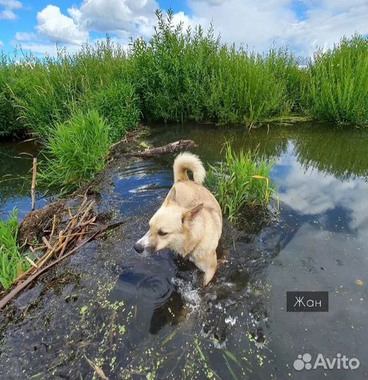 Очаровательный песик Жан в поиске дома