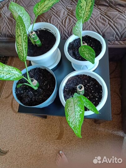 Диффенбахия