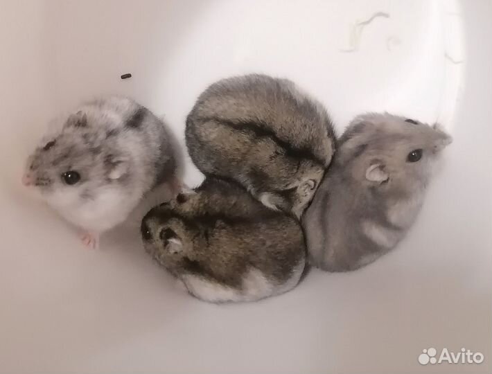 Джунгарский хомяк породистый