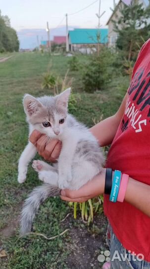 Котёнок в добрые руки