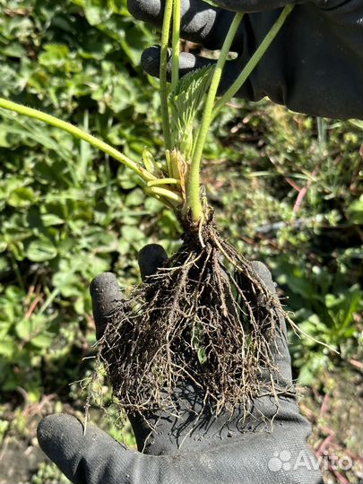 Рассада/ воздушные корни клубники Мурано