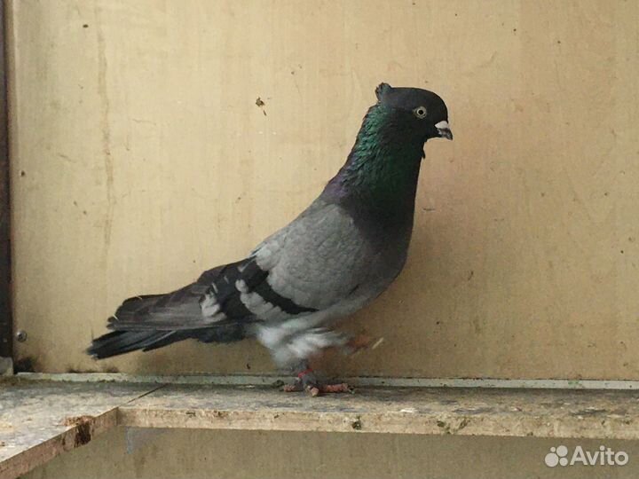 Андижанские Высоколетные, Бойно-игровые голуби