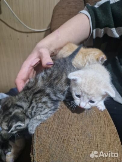 Котята отдам бесплатно