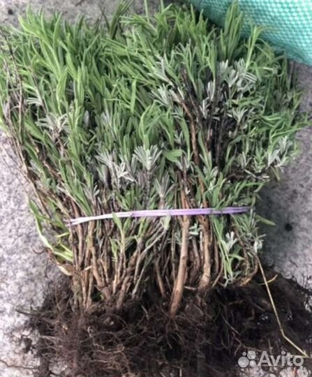 Лаванда саженцы