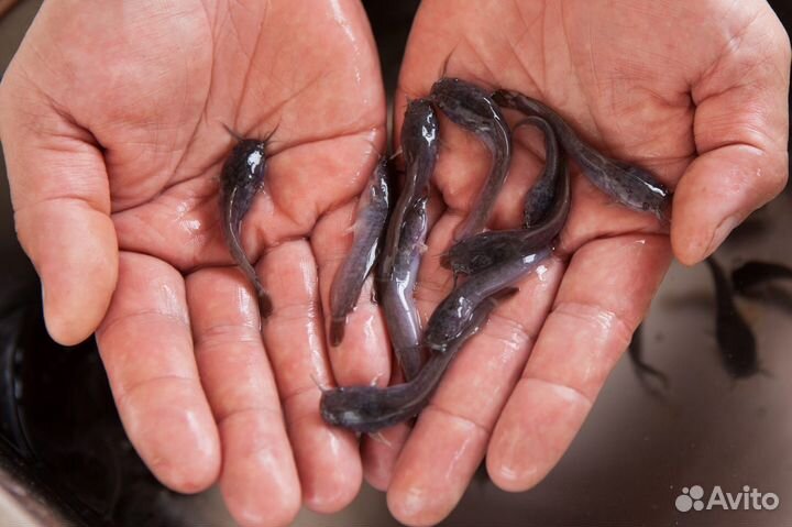 Мальки клариевого сома