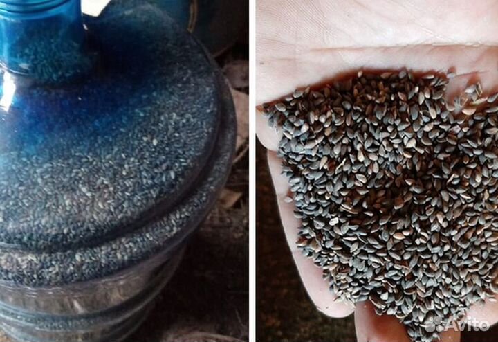 Семена ели на заказ