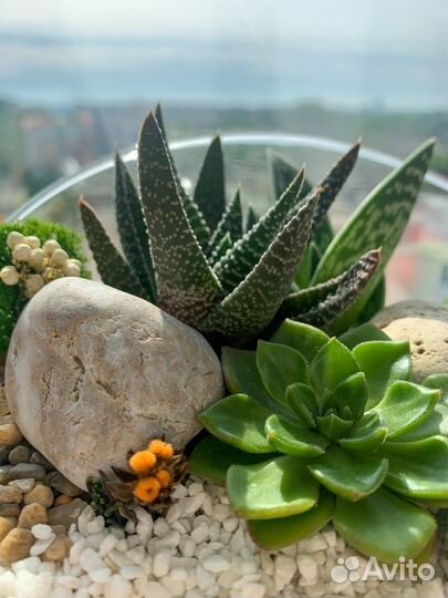 Флорариум с суккулентами