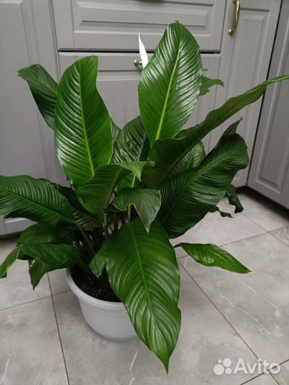 Спатифиллум 80 см