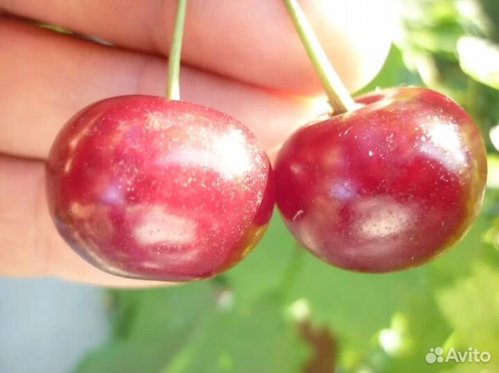 Саженцы Вишни Шпанка