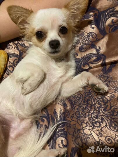 Вязка кобель чихуахуа