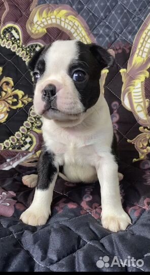 Щенки бостон терьер