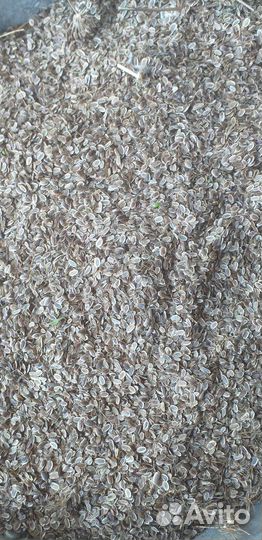 Семена укропа