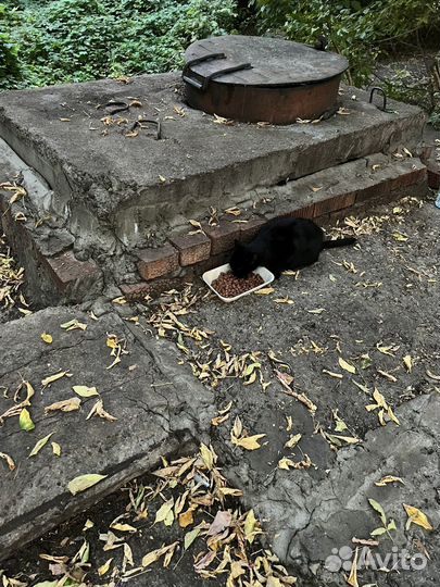 Кошки и котята
