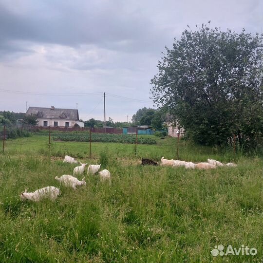 Козы козлята