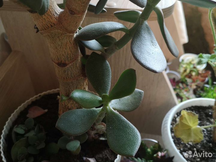 Толстянка (живое дерево)