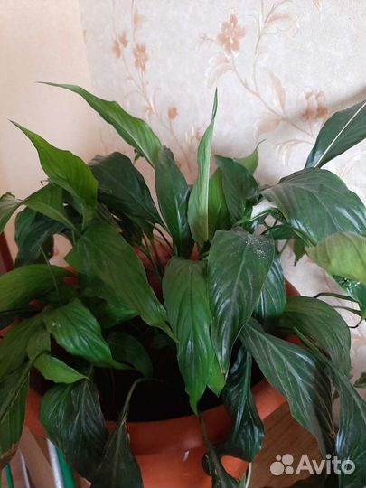 Спатифиллум (женское счастье)