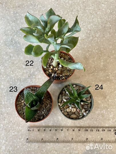 Суккуленты