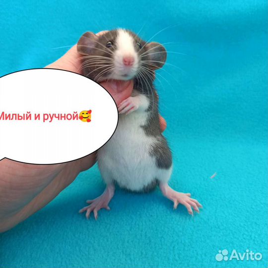 Крыса Дамбо Мальчик.Доставка.Крысята