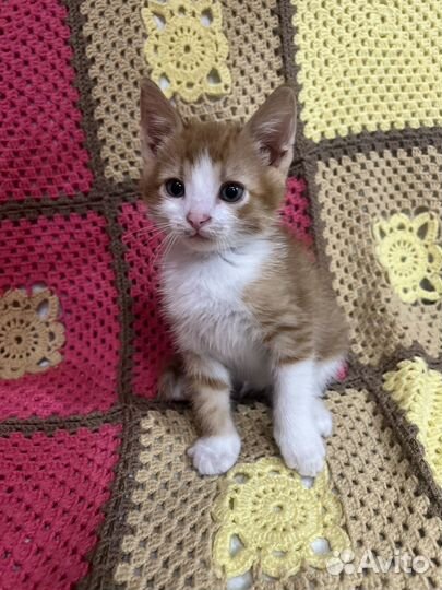 Котенок в добрые руки даром