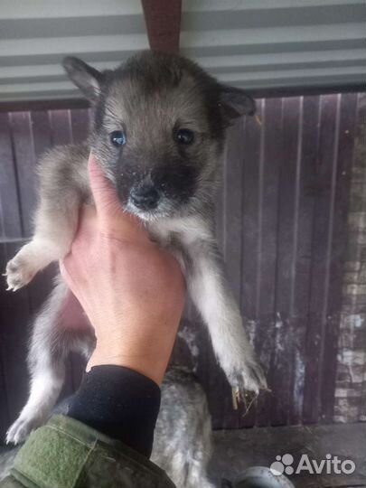 Западно сибирская лайка