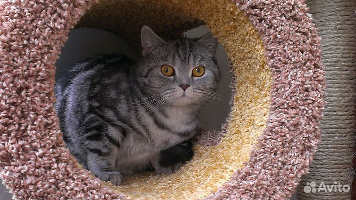 В любящие руки шотландская красавица. Питомник