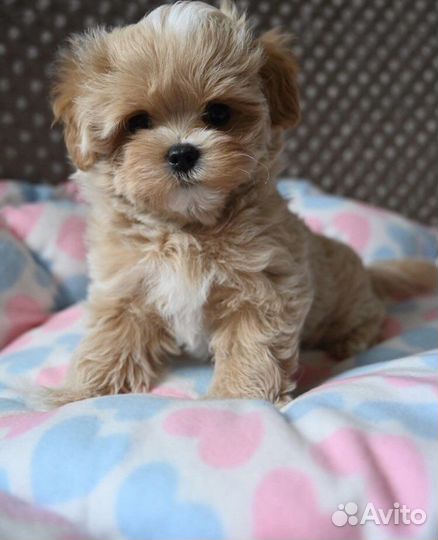 Мальтипу ф1