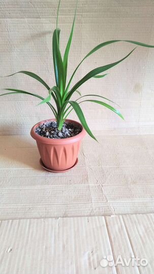 Пальма Панданус