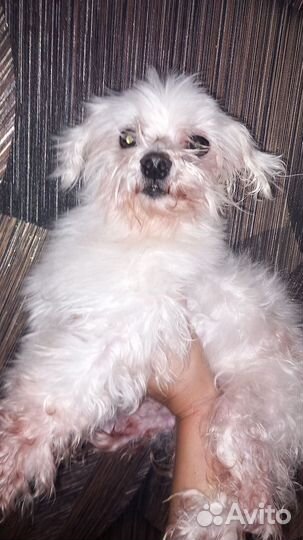 Мальтийская болонка