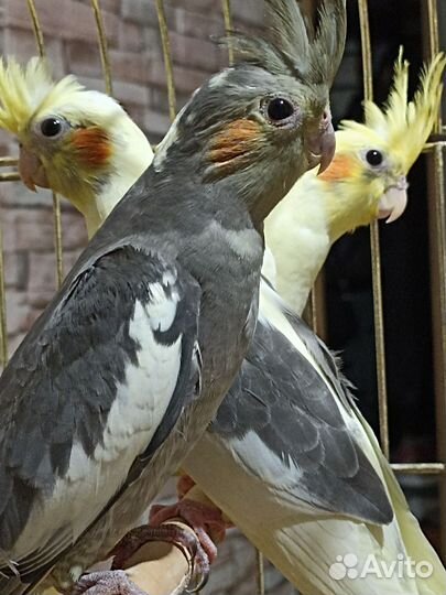 Попугайчики птенцы Кореллы