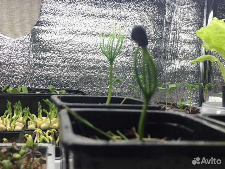 Саженцы сибирского кедра