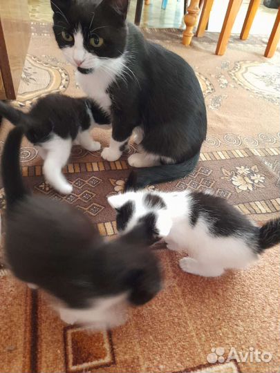 Красивые котята. Два котика и кошечка