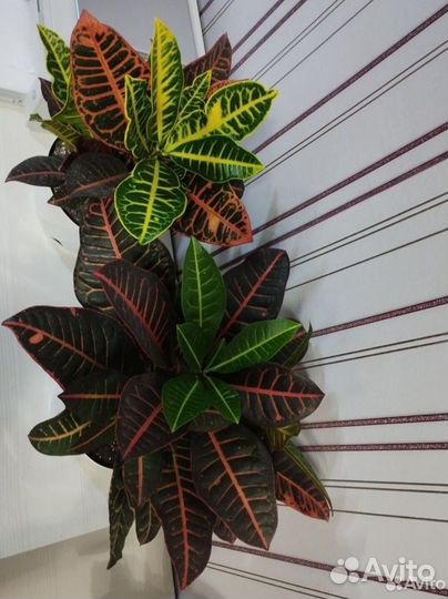 Кротон Кодиеум Петра