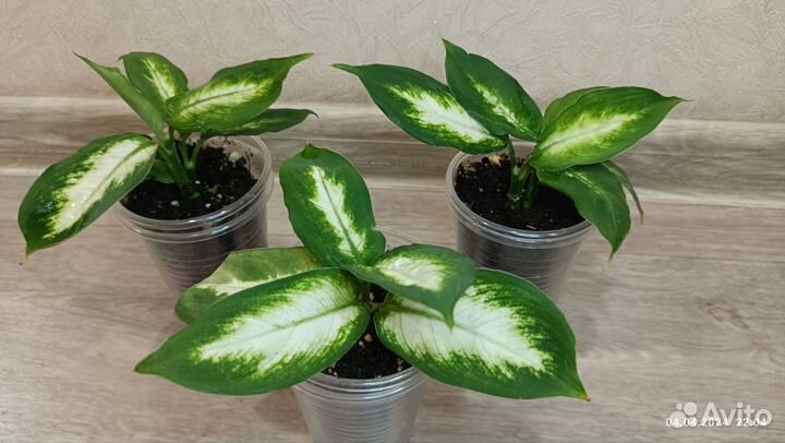 Диффенбахия Камилла, отростки