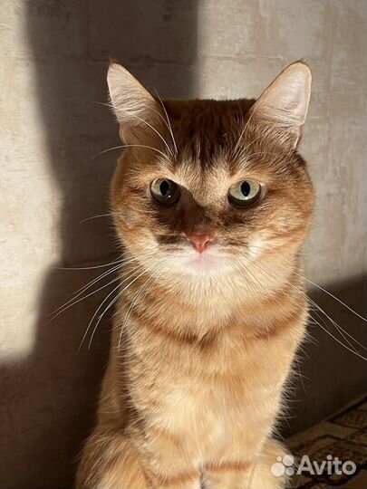 Отдам кота в добрые руки