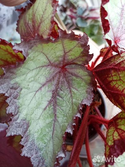 Продаю комнатные растения