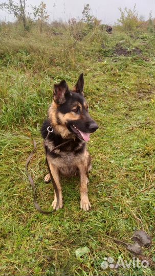 Вязка кобель