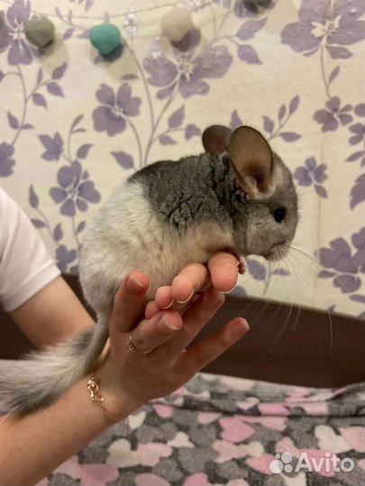 Шиншилла