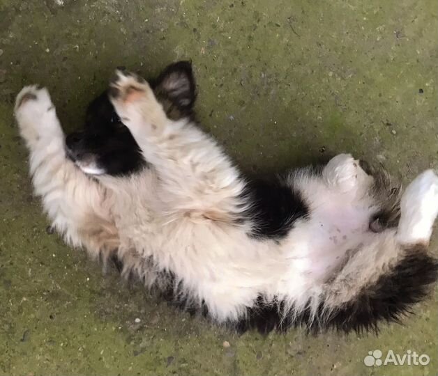 Малышка в добрые руки