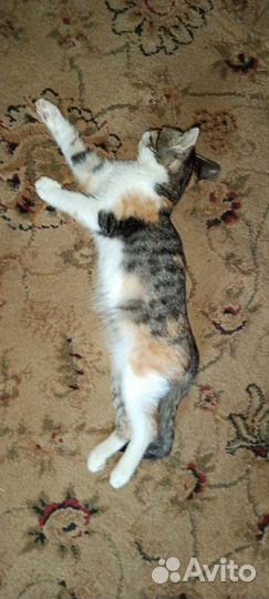 Котенок