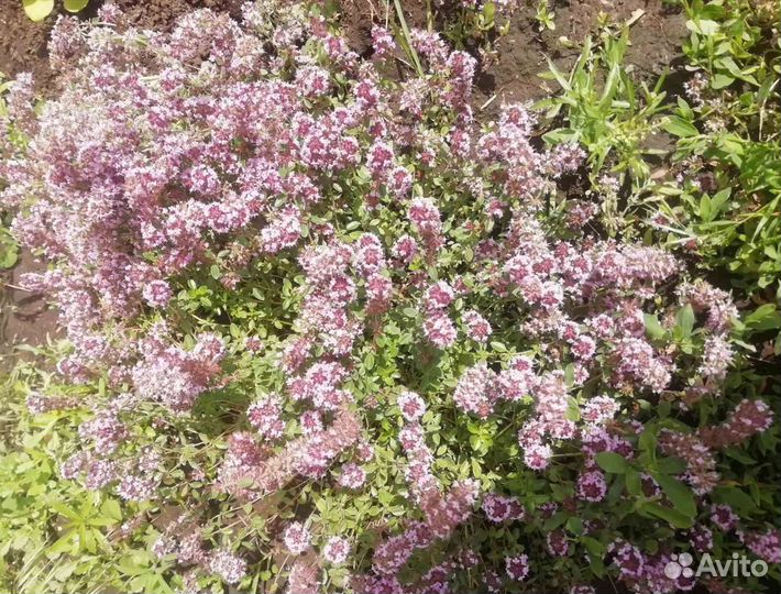 Чабрец. Тимьян. Зверобой