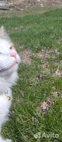 Отдаются котик и кошечка