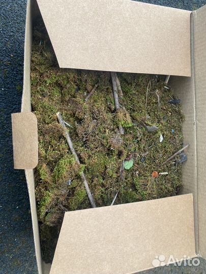 Мох настоящий