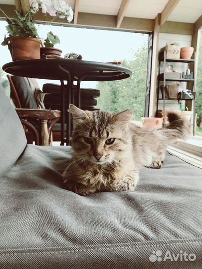 Молоденький котик