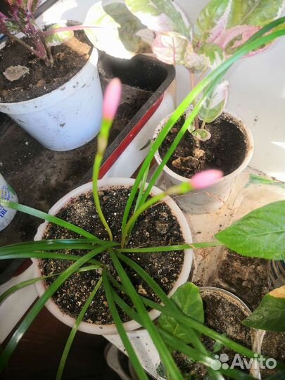 Зефирантес розовый и белый