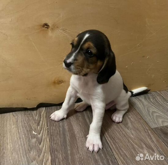 Эстонская гончая щенки