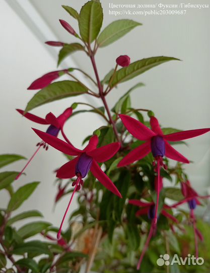 Фуксии сортовые, большой выбор сортов