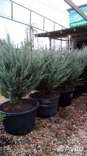 Хвойные и декоративные растения