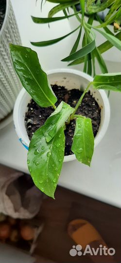 Калатея литце