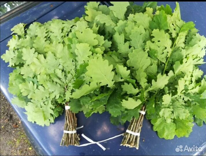 Веники дубовые банные